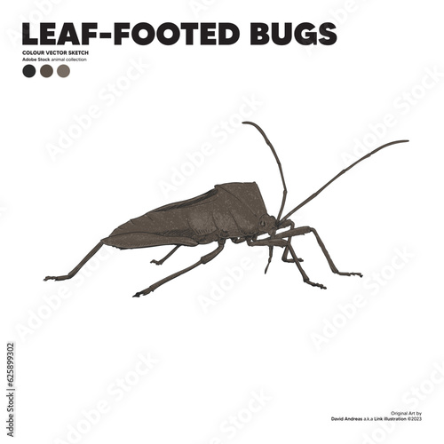 LEAF FOOTED BUGS - LEPTOGLOSSUS PHYLLOPUS VECTOR photo