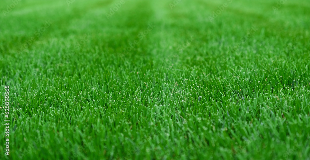 Close-up green grass, natural greenery texture of lawn garden. Stripes after mowing lawn court. Lawn for training football pitch, Golf Courses.