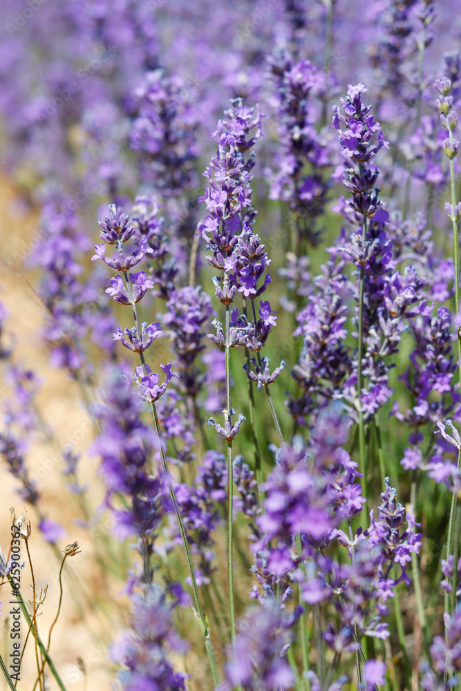 Naklejka premium Lavendelblüte in Frankreich