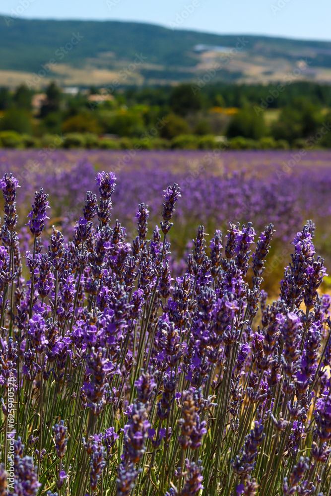 Naklejka premium Lavendelblüte in Frankreich