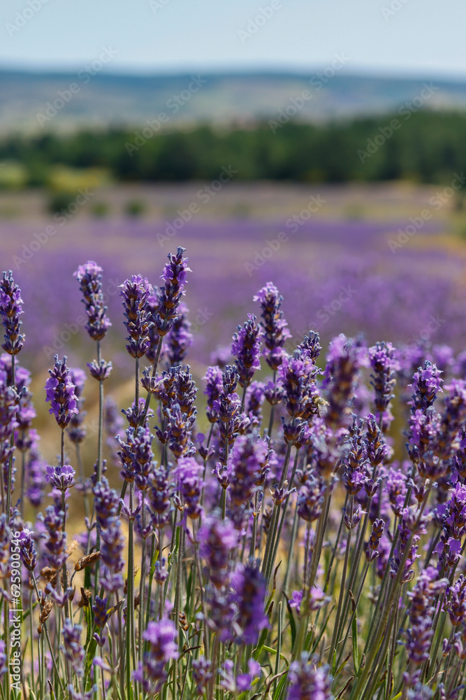 Fototapeta premium Lavendelblüte in Frankreich