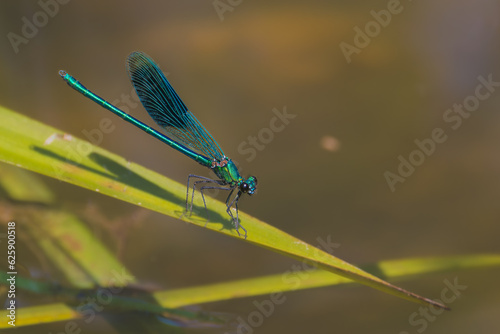 macro photography of a blue dragonfly