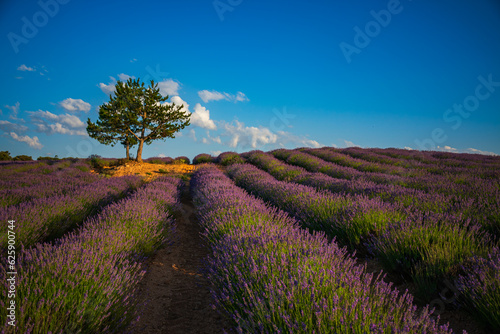 Lavender Paradise V