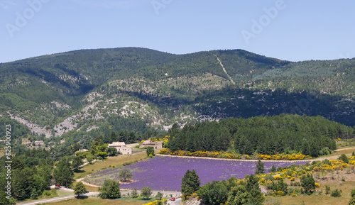 Lavendelfeld in Aurel photo