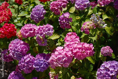 Rosa und Lila Hortensie photo