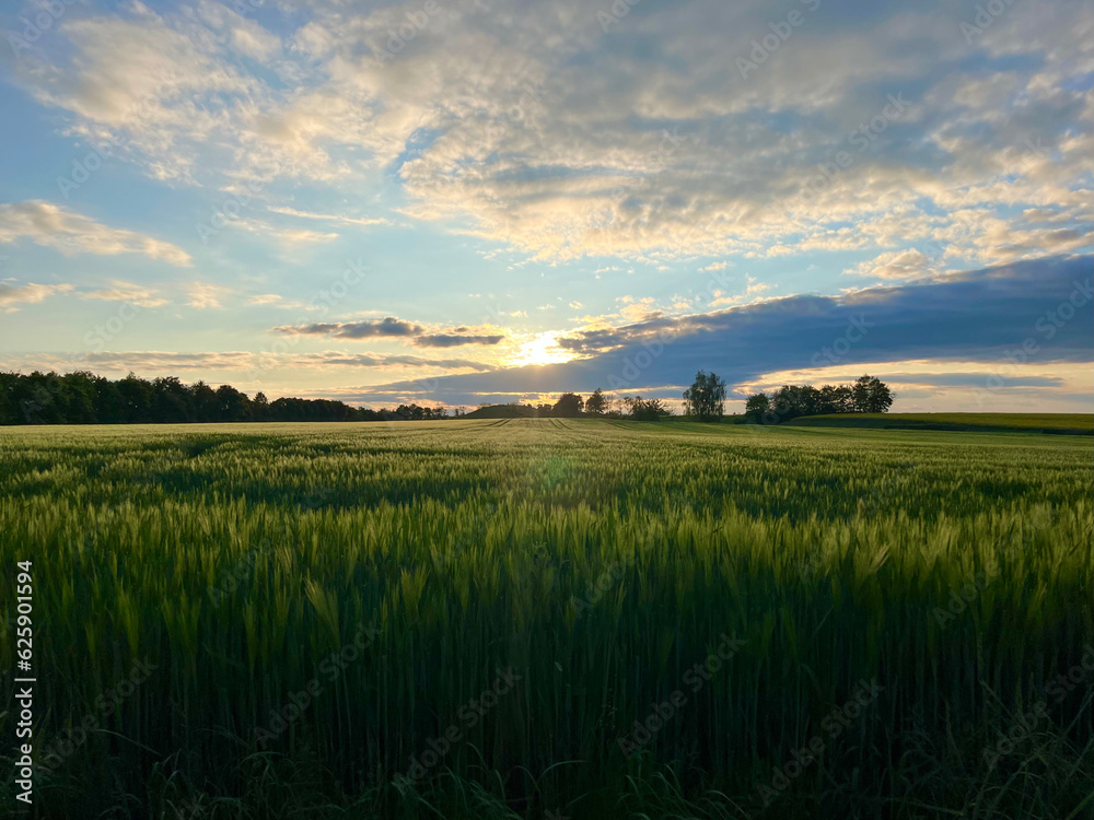 Beautiful sunset on the background of a field with ripening rye. Ripening rye with copyspace