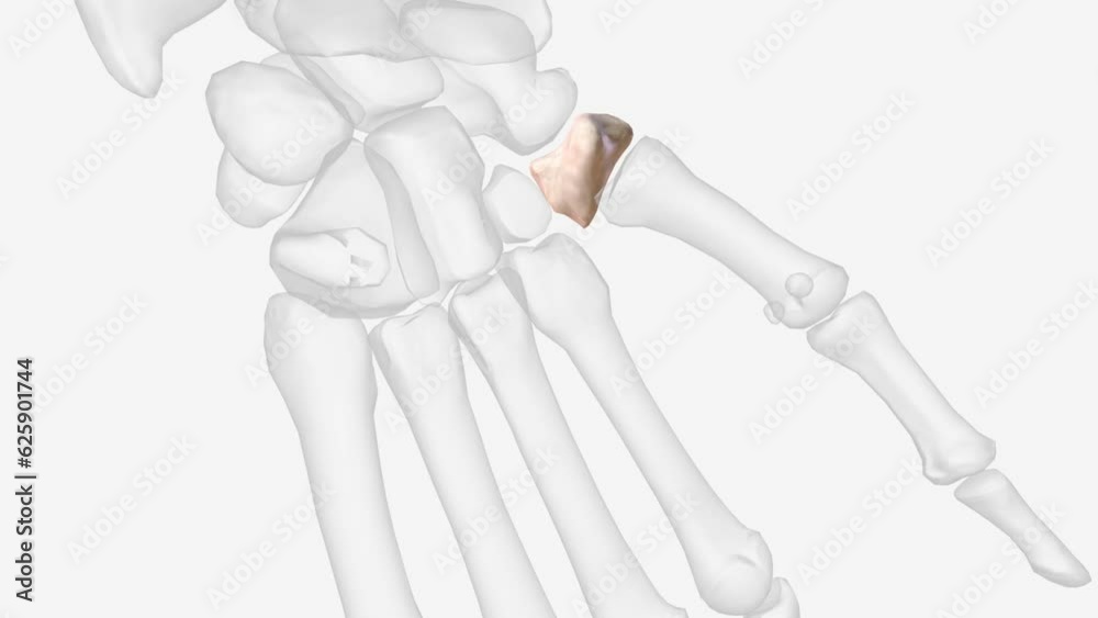 The trapezium is an irregular-shaped carpal bone found within the hand