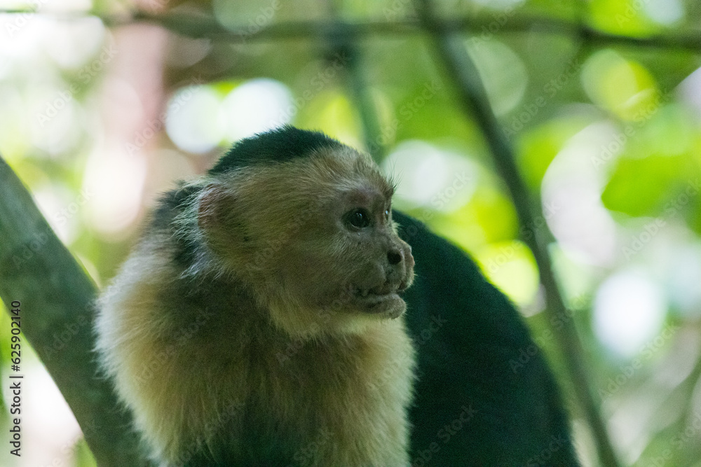 Fototapeta premium Costa Rica Natural Parks Monkeys and Birds Wildlife