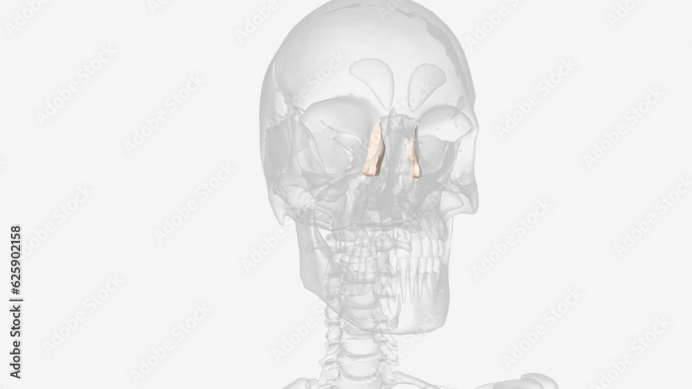 Bones that make up the teardrop bones