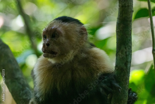 Costa Rica Natural Parks Monkeys and Birds Wildlife