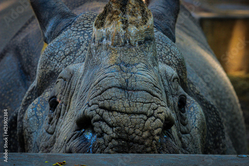 head of a rhinoceros, wildlife of India