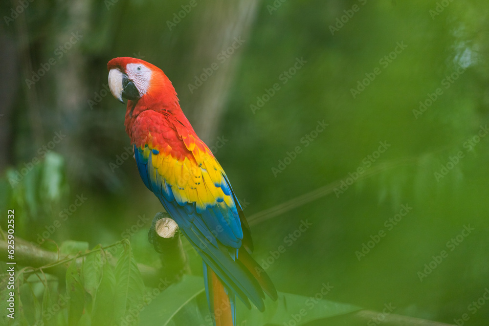 Obraz premium Costa Rica Natural Parks Monkeys and Birds Wildlife