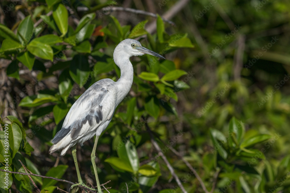 Costa Rica Natural Parks Monkeys and Birds Wildlife Costa Rica Natural Parks Monkeys and Birds Wildlife