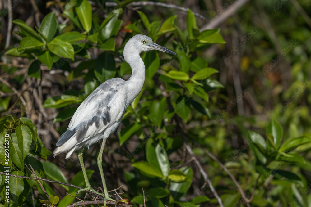 Costa Rica Natural Parks Monkeys and Birds Wildlife Costa Rica Natural Parks Monkeys and Birds Wildlife
