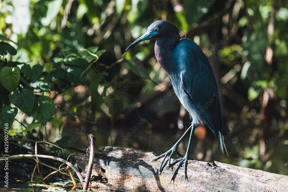 Fototapeta premium Costa Rica Natural Parks Monkeys and Birds Wildlife