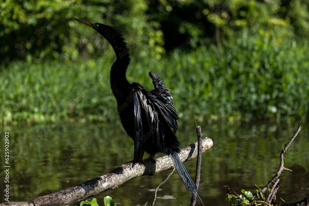 Naklejka premium Costa Rica Natural Parks Monkeys and Birds Wildlife