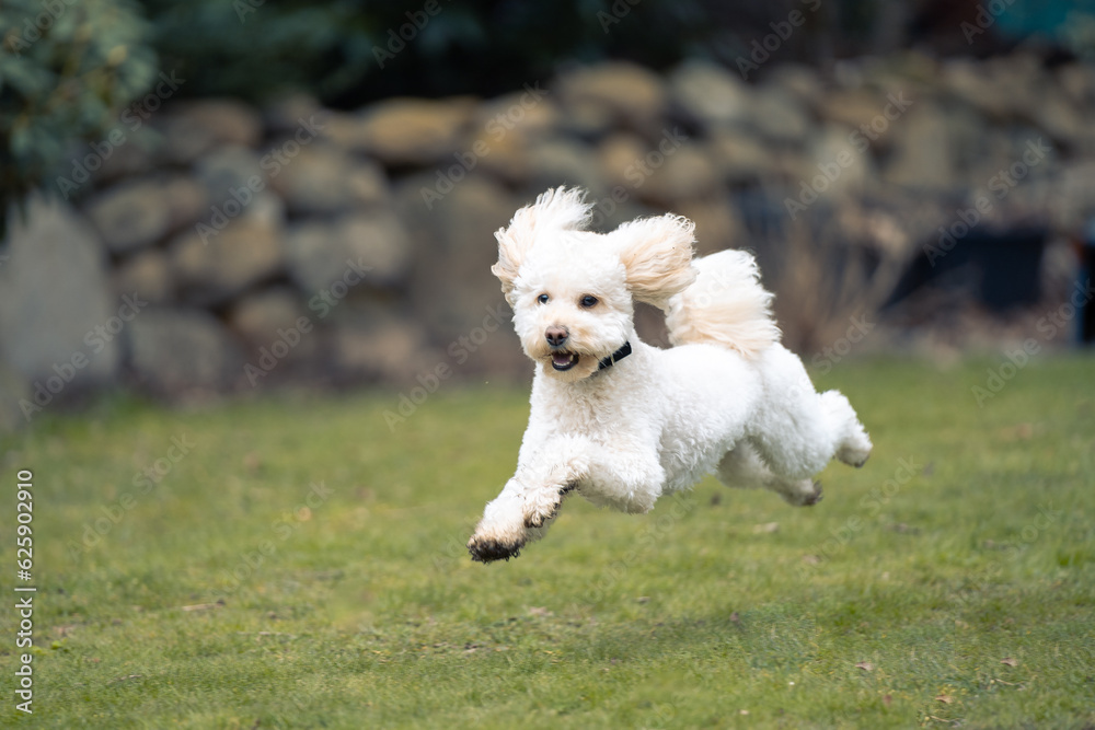 white dog running on the grass