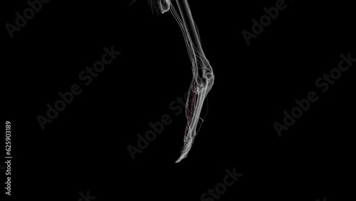 The ulnar artery, along with the radial artery, is responsible for the arterial supply to the forearm and hand . photo