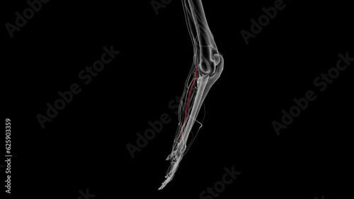 Posteriror inferior cerebellar artery and vertebral artery . photo