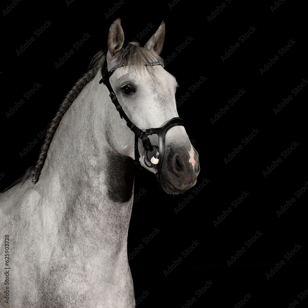 Spanish horse in head portraits, studio shot with flash..