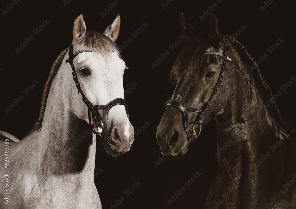 Fototapeta premium Horse Spaniard and Friesian horse in portraits on a picture photographed in the studio with flash..