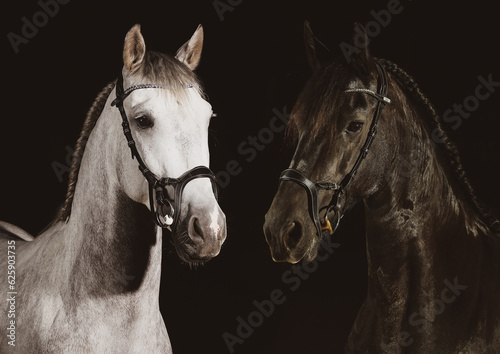 Horse Spaniard and Friesian horse in portraits on a picture photographed in the studio with flash..