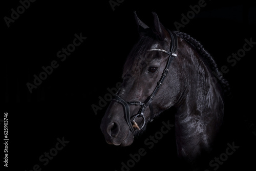 Friesian horse against a black background, head portraits from the side, photographed in the studio..