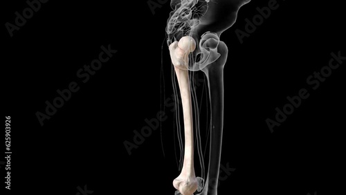 The femur or thigh bone is the only bone in the thigh photo