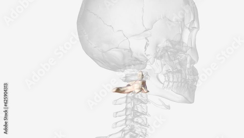 Wallpaper Mural The axis is the second cervical vertebra, commonly called C2 Torontodigital.ca