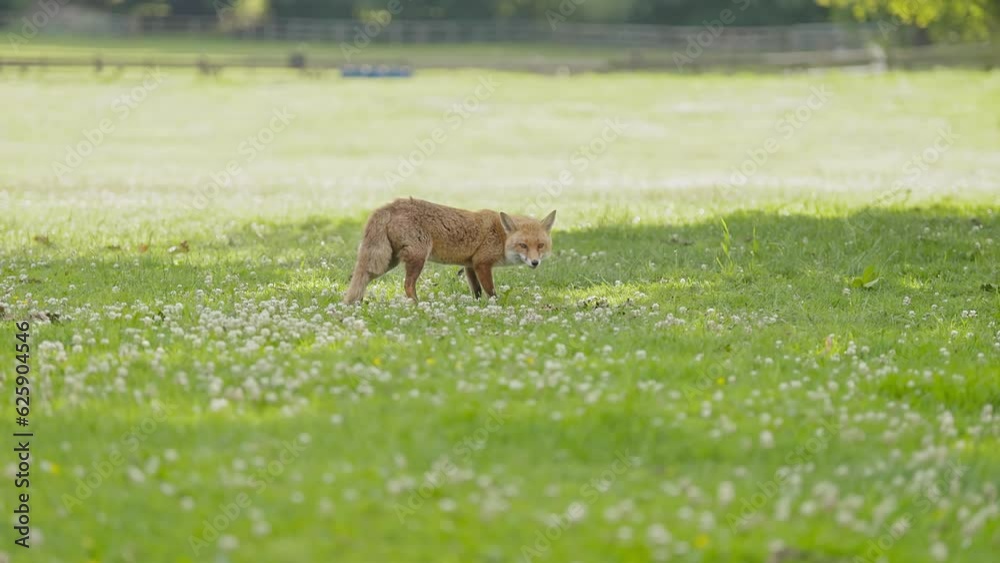 Wild British Fox searching for food and eating on a green field in the shade on a sunny day Wild British Fox searching for food and eating on a green field in the shade on a sunny day