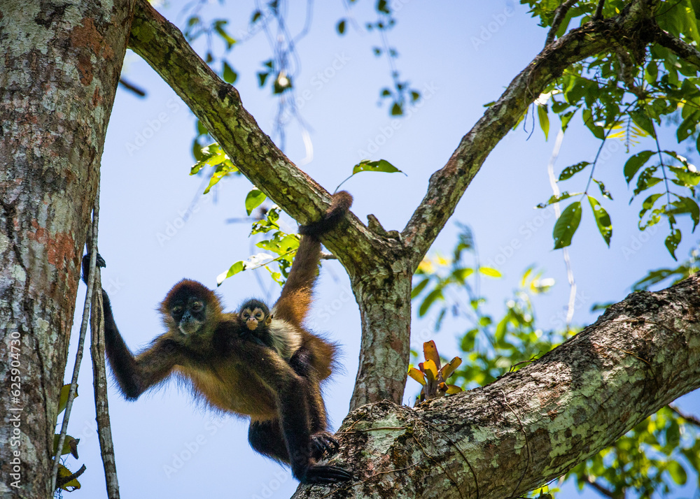 Obraz premium Costa Rica Natural Parks, monkeys, birds and wildlife