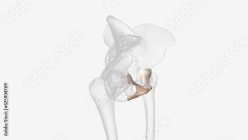 The pubis is one of the three main bones that make up the pelvis