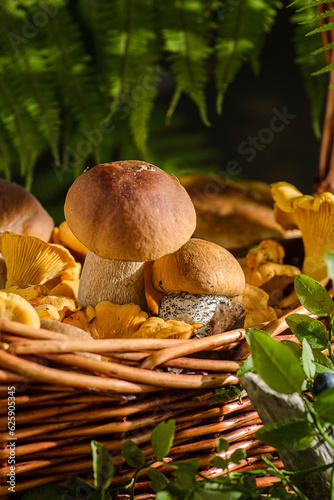 boletus in the forest magic light