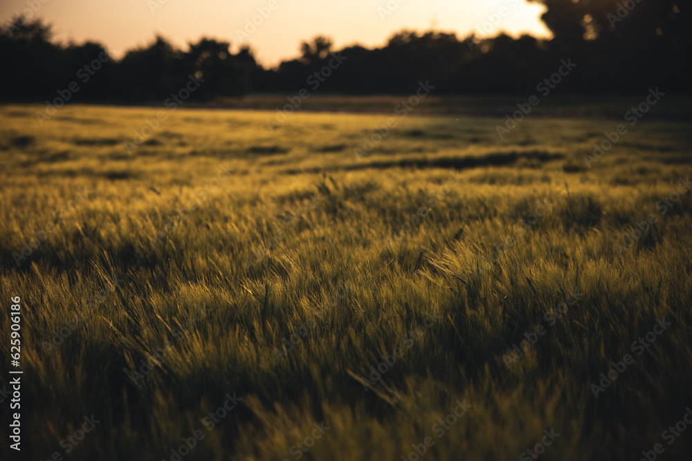 Obraz premium Getreidefeld im Abendlicht