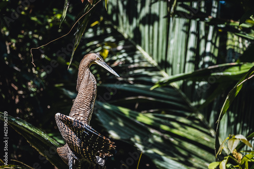 Photography Costa Rica Natural Parks, monkeys, birds and wildlife