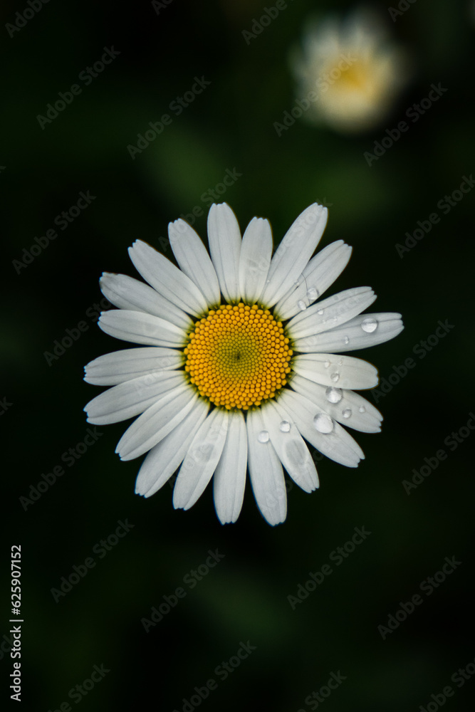 Fototapeta premium Blüte im Detail
