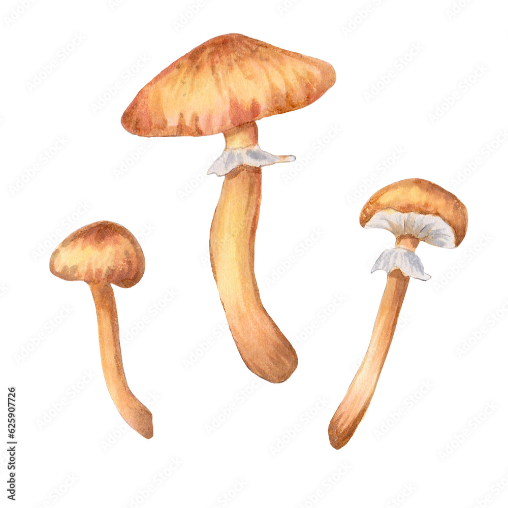 A set of mushrooms. Botanical natural art. Element for your design, products, menus, cafes, bags. Watercolor and marker illustration.Hand drawn isolated. A set of mushrooms. Botanical natural art. Element for your design, products, menus, cafes, bags. Watercolor and marker illustration.Hand drawn isolated.
