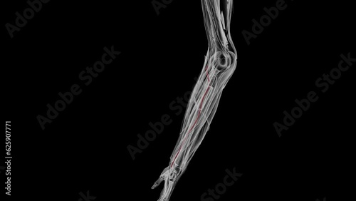 The ulnar artery, along with the radial artery, is responsible for the arterial supply to the forearm and hand . photo