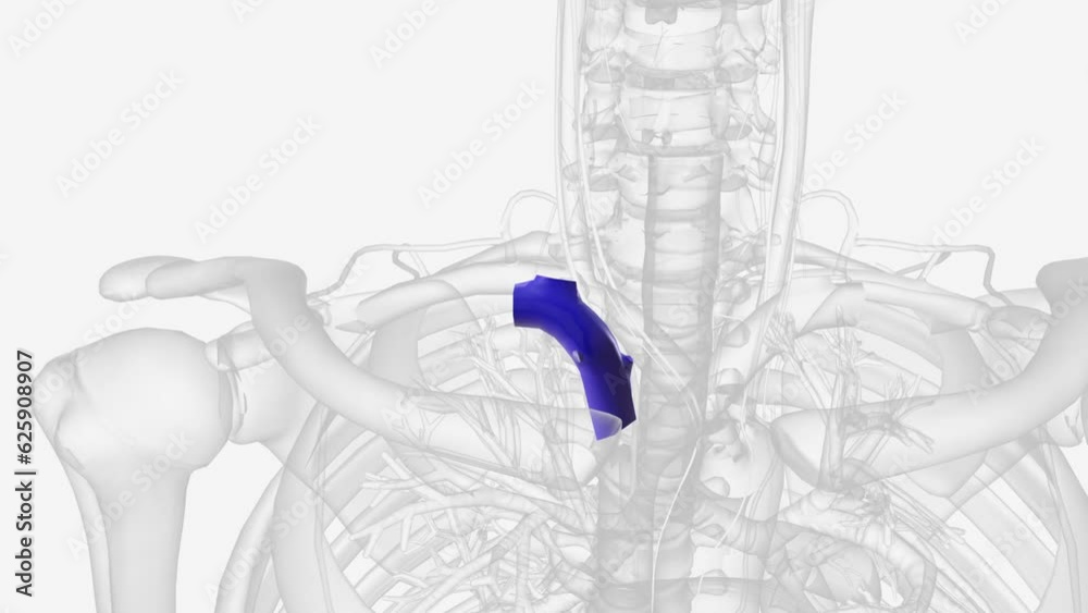 Vidéo Stock The brachiocephalic veins are the major veins returning