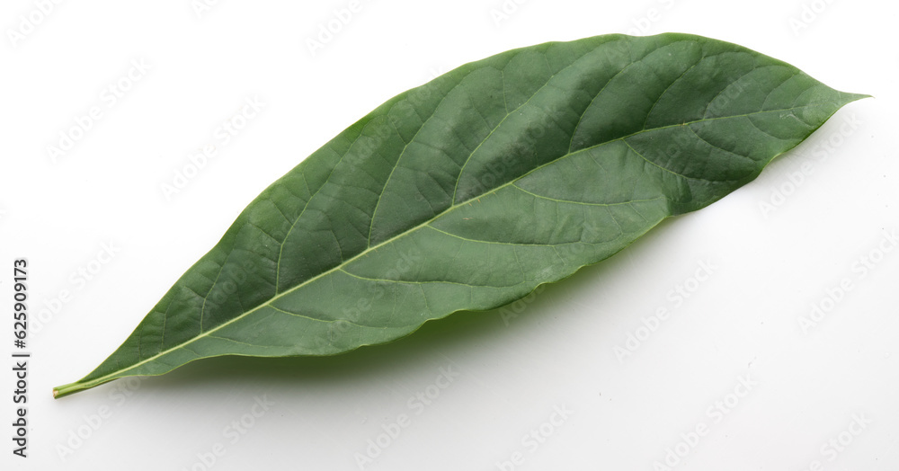 Obraz premium green avocado leaf
