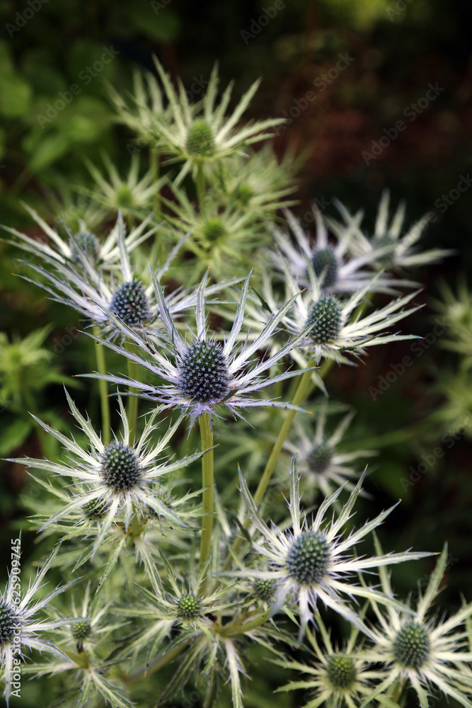 Alpine sea holly blooms starting to change colour, Somerset, England
Alpine sea holly blooms starting to change colour, Somerset, England