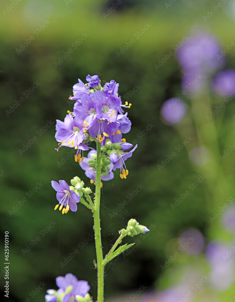 Macro image of a Jacob's Ladder bloom, Devon, England
Macro image of a Jacob's Ladder bloom, Devon, England