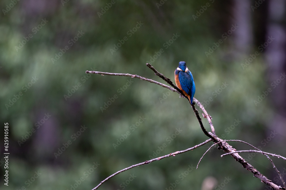 Fototapeta premium Eisvogel