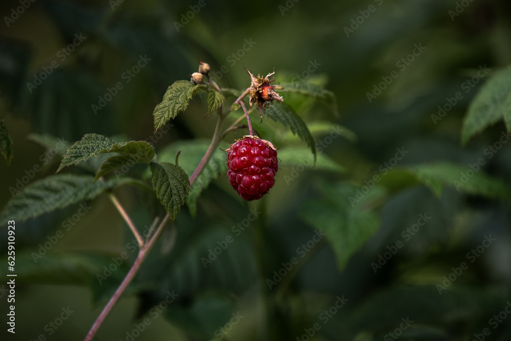 Himbeere am Strauch Himbeere am Strauch