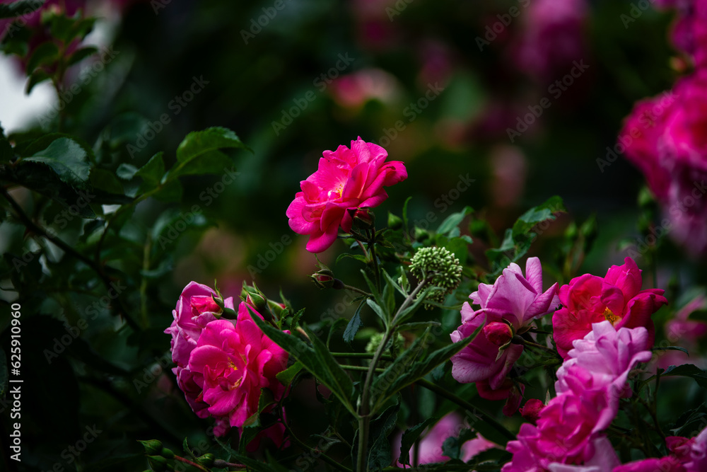 Rosengarten Rosengarten