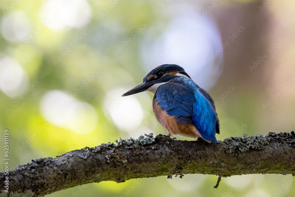 Obraz premium Eisvogel