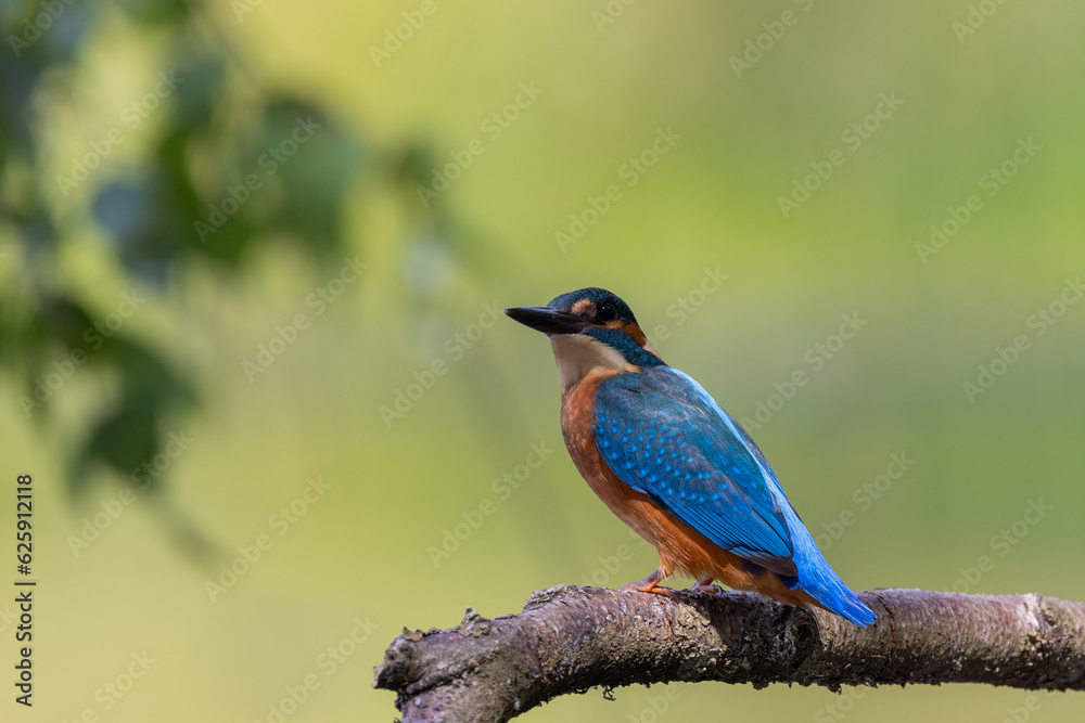 Eisvogel Eisvogel