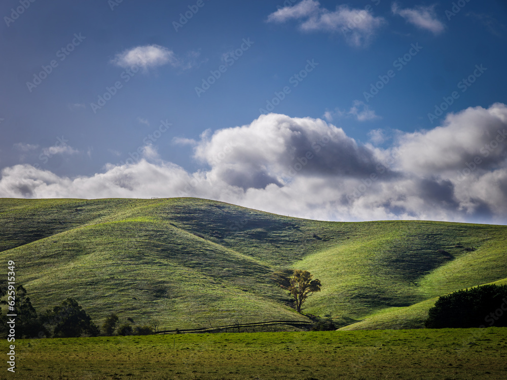Obraz premium Lone Tree In Valley