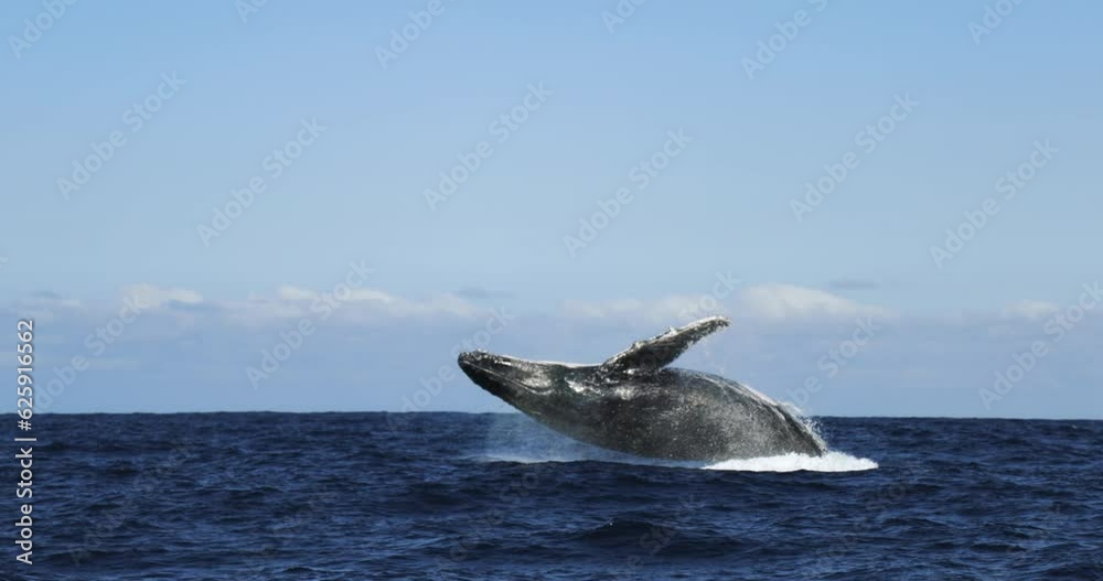 Humpback whale jump Megaptera novaeangliae breaches near East London South Africa. Shot in Hawaiian Islands Humpback Whale National Marine Sanctuary. Humpback whale jumps out of the water Slow motion
