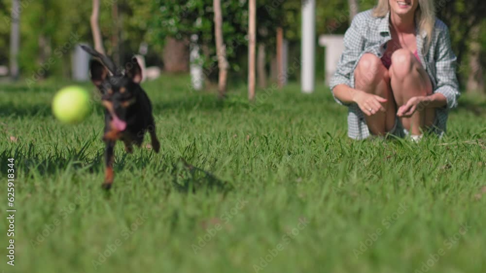 Young caucasian owner woman playing with her dog toy terrier at outdoor ball training in city park. Dog runs after ball and brings it back. They are happy, and as reward she gives him yummy.